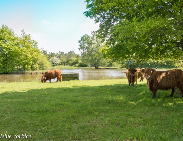 les vaches écossaises